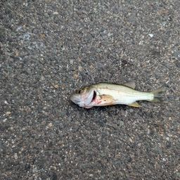 セイゴ（マルスズキ）