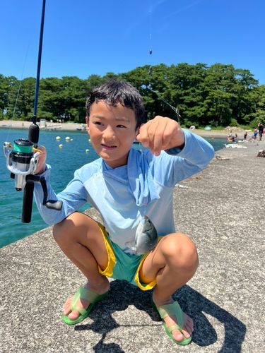 メジナの釣果