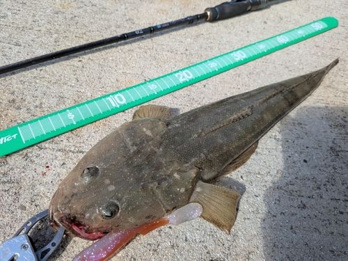 キジハタの釣果