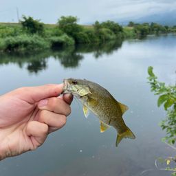 スモールマウスバス