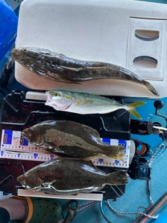 マゴチの釣果