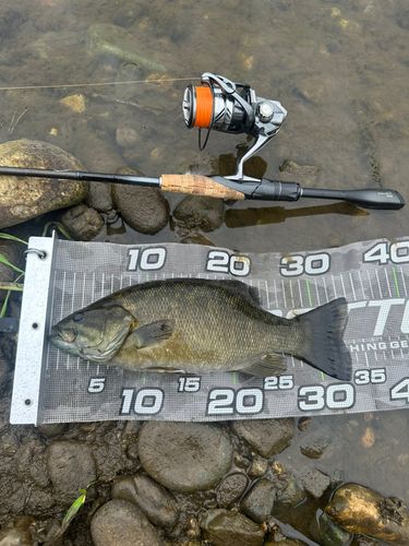 スモールマウスバスの釣果