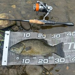 スモールマウスバス