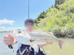 スズキの釣果