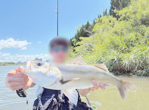 スズキの釣果