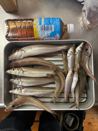 キスの釣果