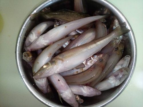 シロギスの釣果