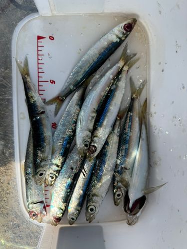 ウルメイワシの釣果