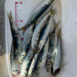 ウルメイワシ