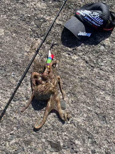 タコの釣果