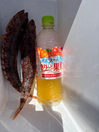 アカエソの釣果