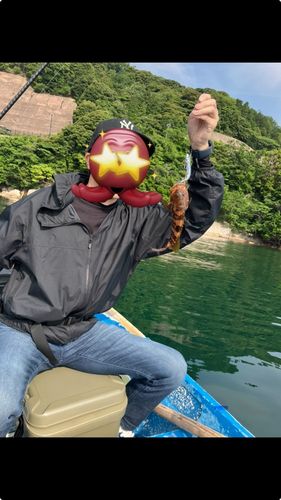 キジハタの釣果