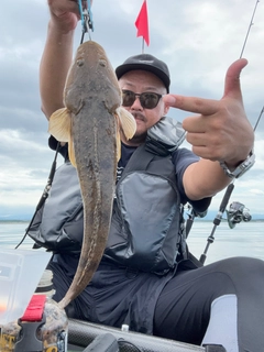 マゴチの釣果