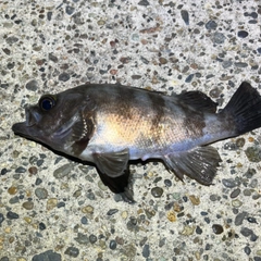 アカメバルの釣果