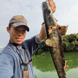 ニホンナマズ