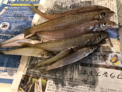 キスの釣果