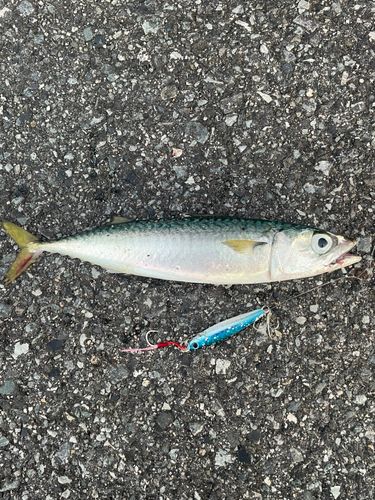 サバの釣果