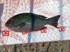 クチブトグレの釣果