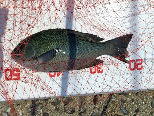 クチブトグレの釣果