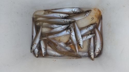 キスの釣果