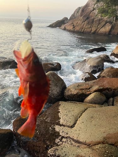 アカハタの釣果