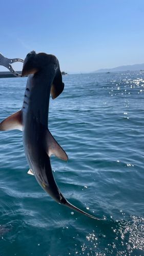 ハンマーヘッドシャーク