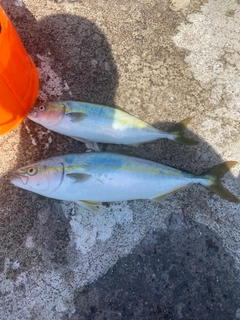 イナダの釣果