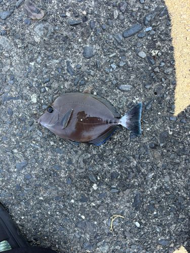 ニザダイの釣果