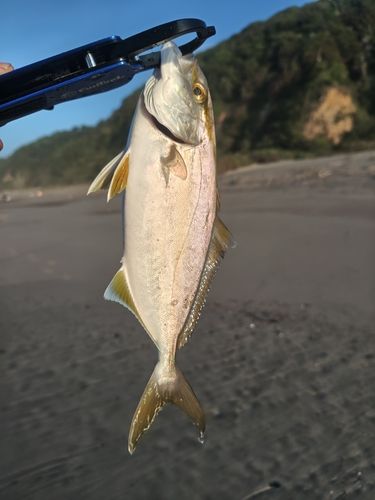 ショゴの釣果