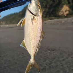 ショゴ