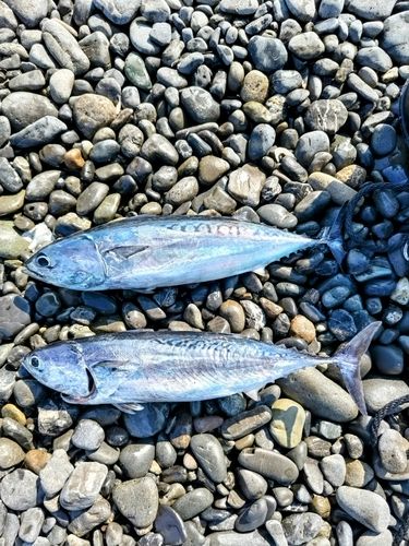 マルソウダの釣果
