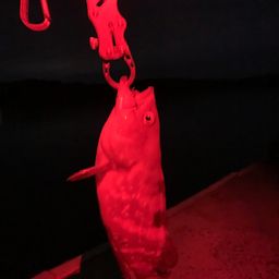 キジハタ