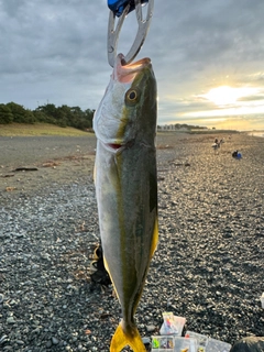 ワカシの釣果