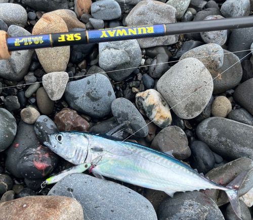 ソウダガツオの釣果