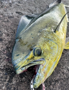 シイラの釣果