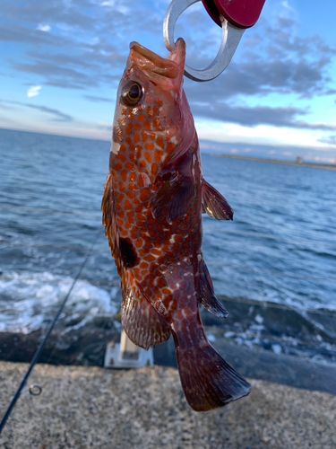 キジハタの釣果