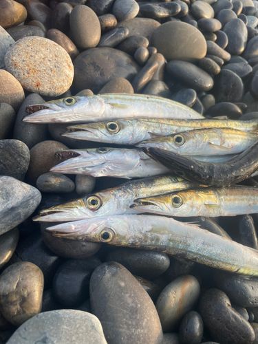 カマスの釣果