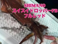 ケンサキイカの釣果