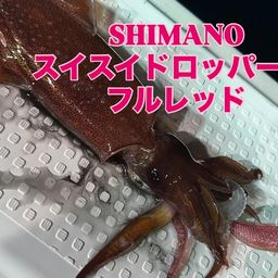ケンサキイカ