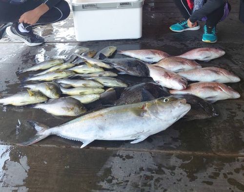 カンパチの釣果