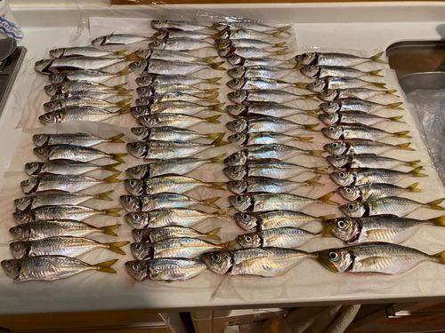 アジの釣果