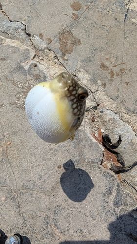 クサフグの釣果