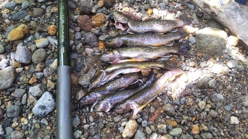 イワナの釣果