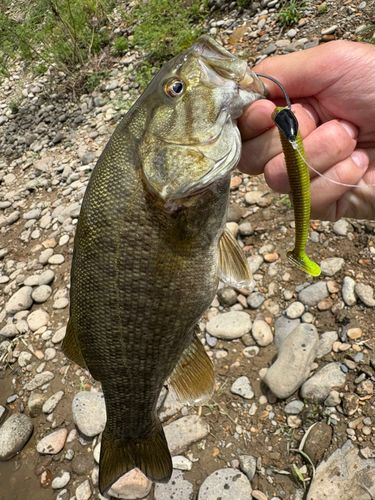 スモールマウスバスの釣果