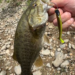 スモールマウスバス