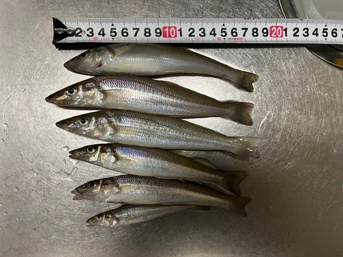 キスの釣果