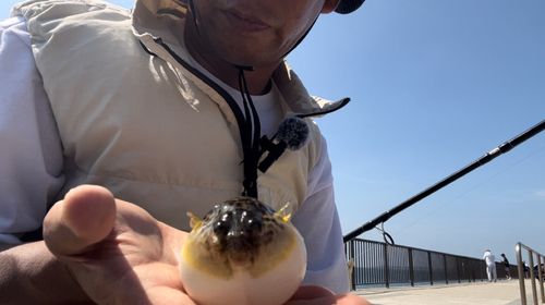 フグの釣果