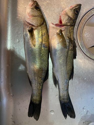 シーバスの釣果