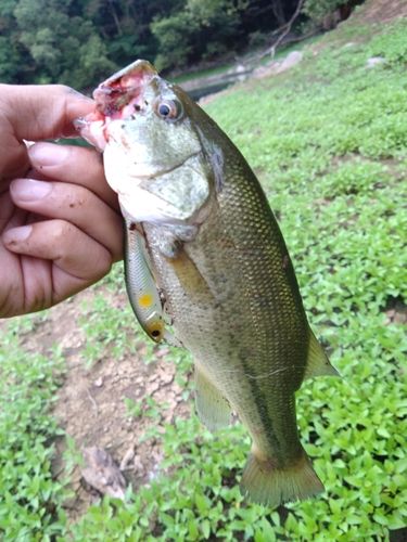 ラージマウスバスの釣果