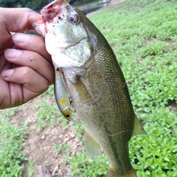 ラージマウスバス